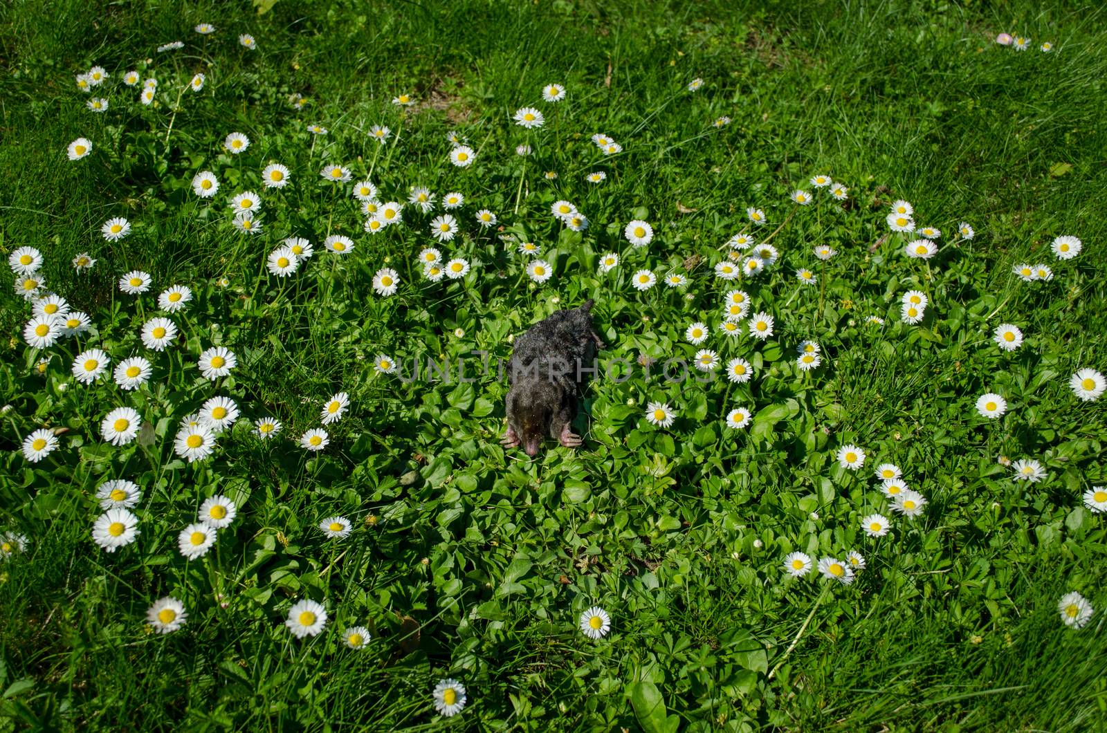 dead black mole in meadow between daisy flowers by sauletas