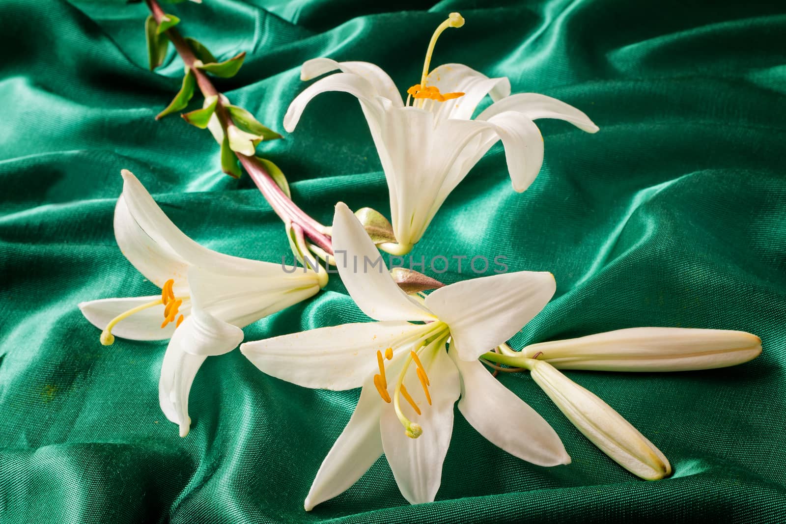 Large flowers of a white lily against green silk. Are presented by a close up