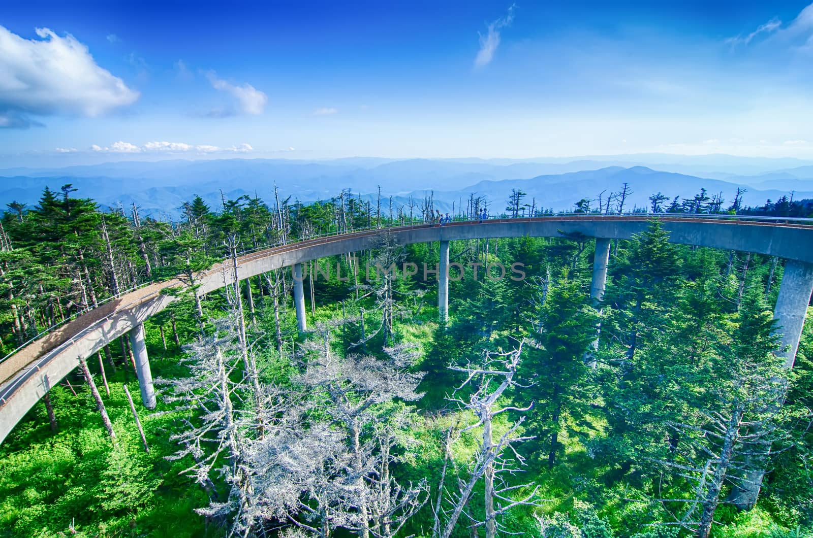 Clingmans Dome - Great Smoky Mountains National Park by digidreamgrafix
