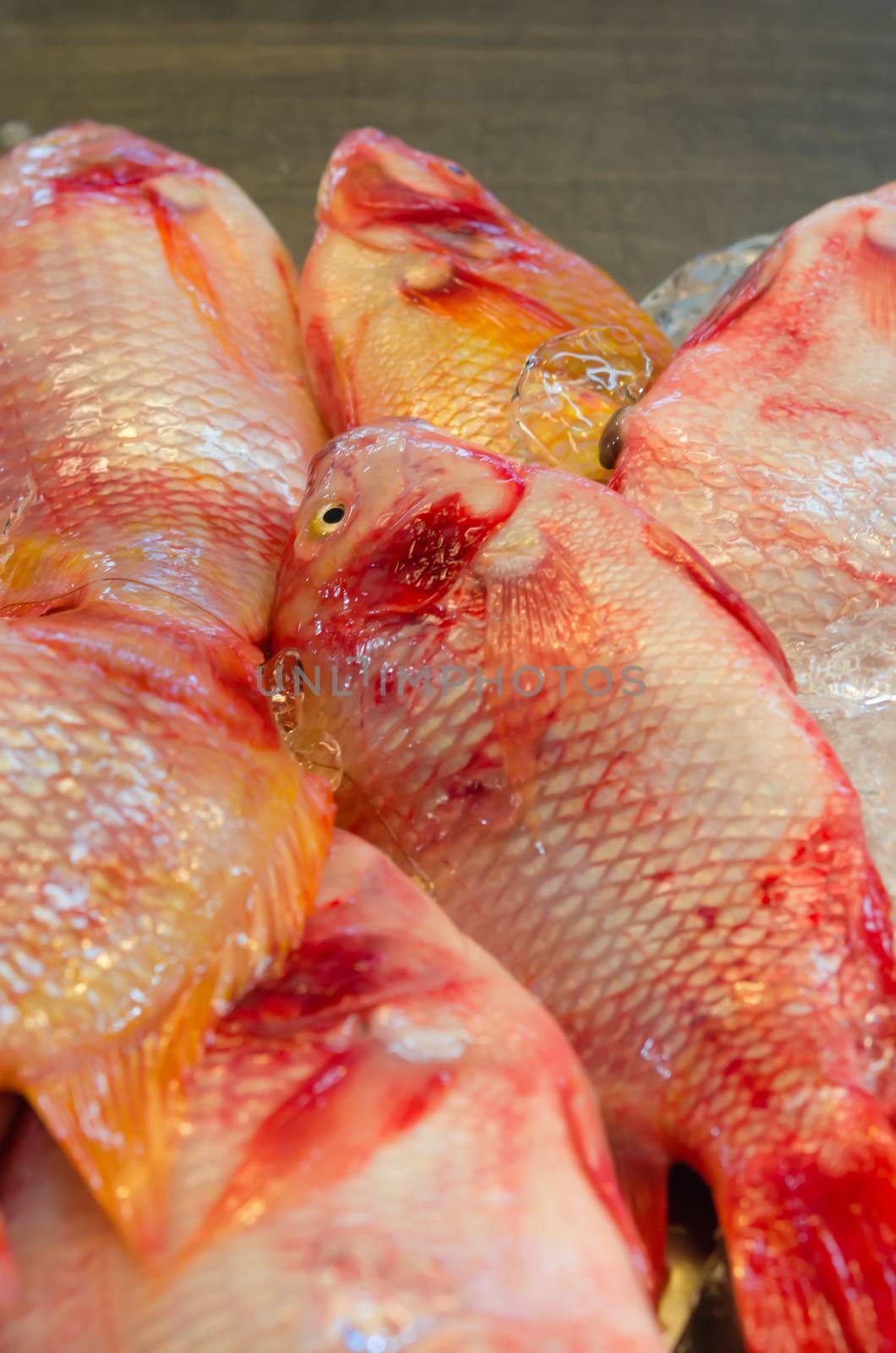 red snapper fish with ice at market