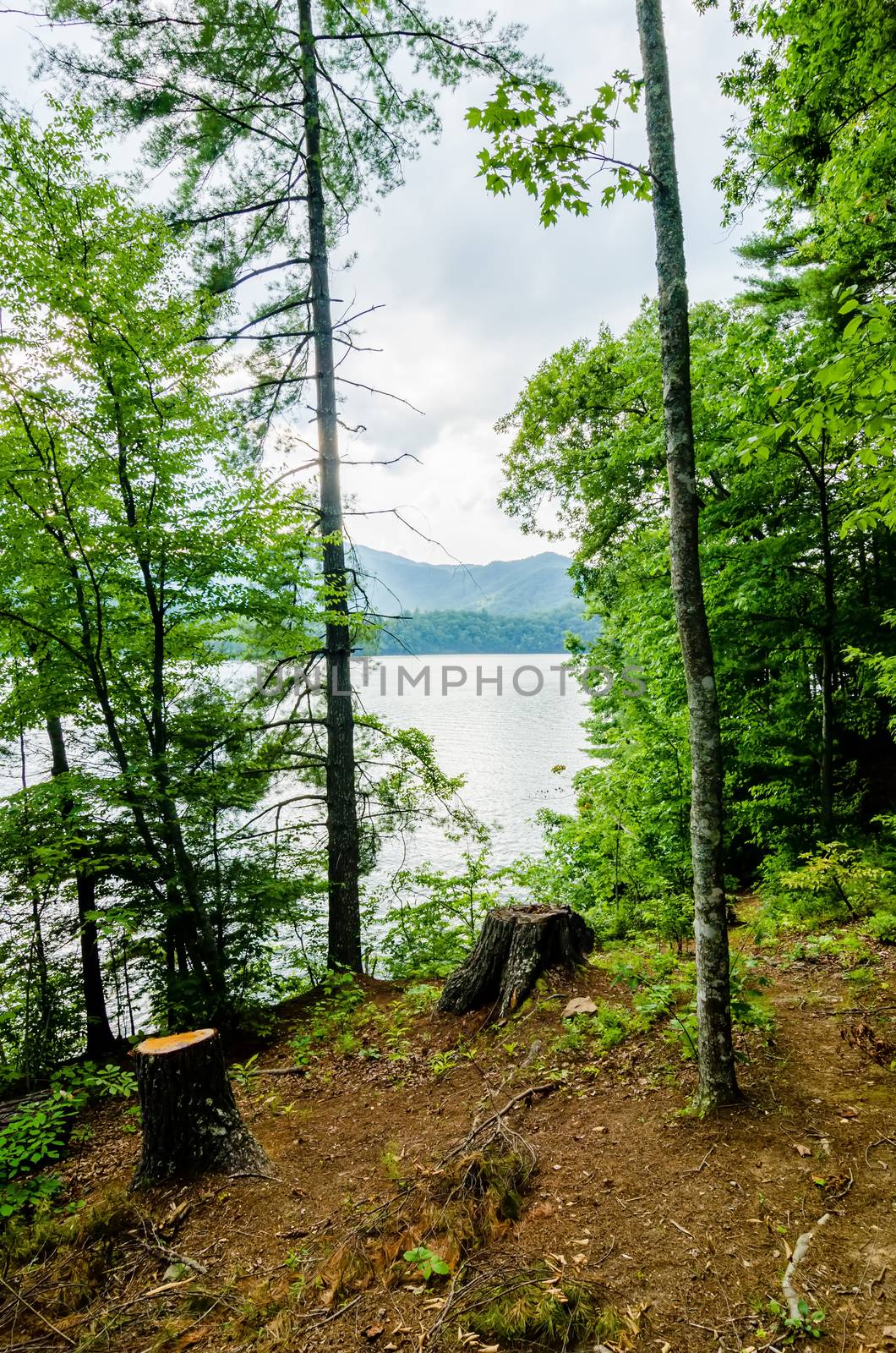 tree stumps sticking out by the lake front