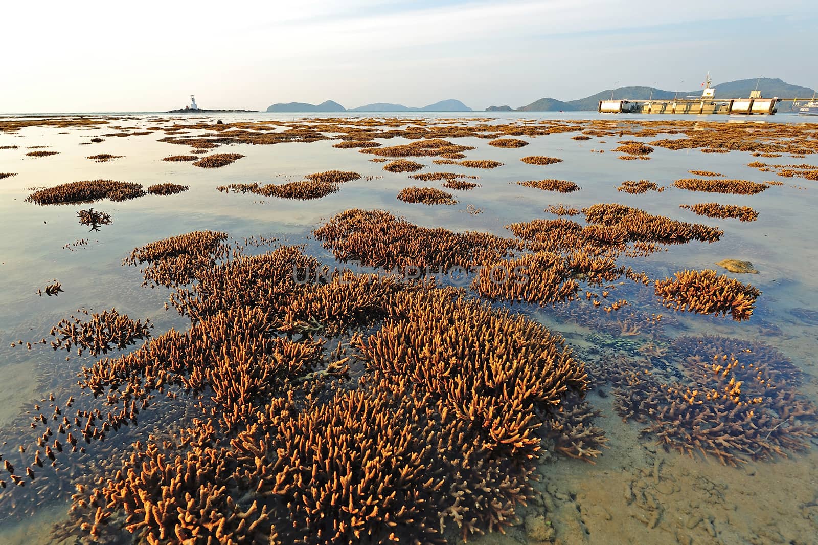 Corals in shallow waters on the coast of Phuket, Thailand by think4photop