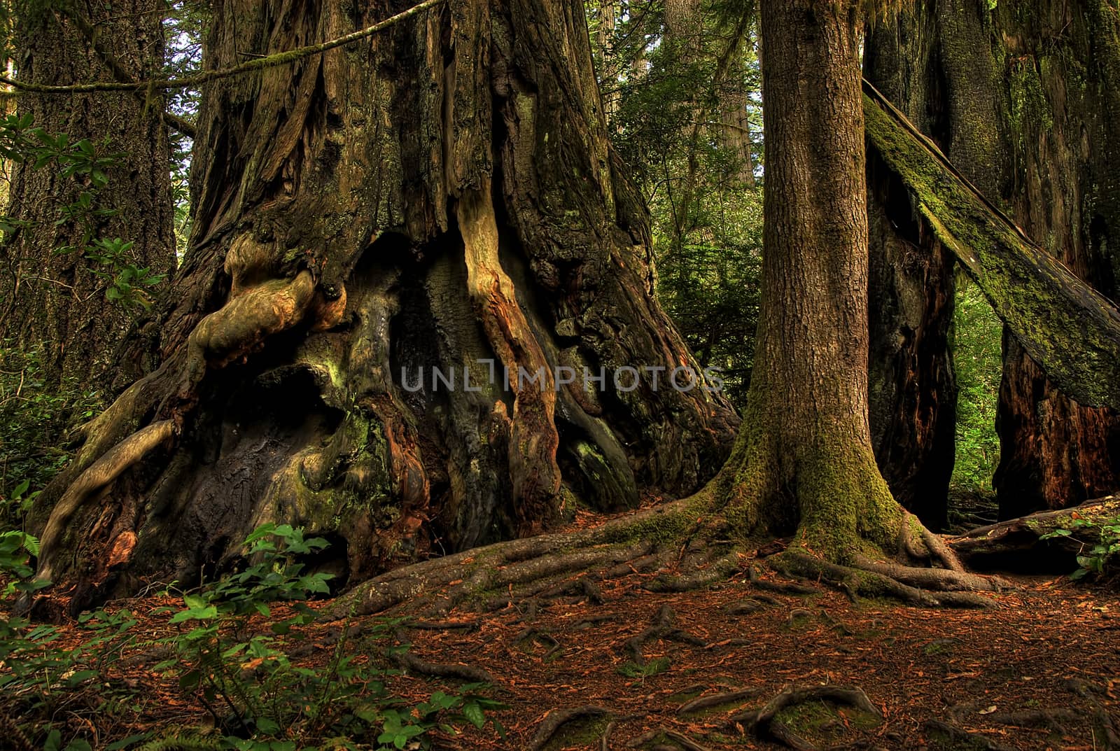 Redwood Trees 0214. Ancient redwood trees in a California forest.