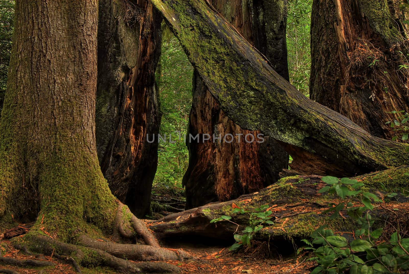 Redwood Trees 0217 by aLunaBlue