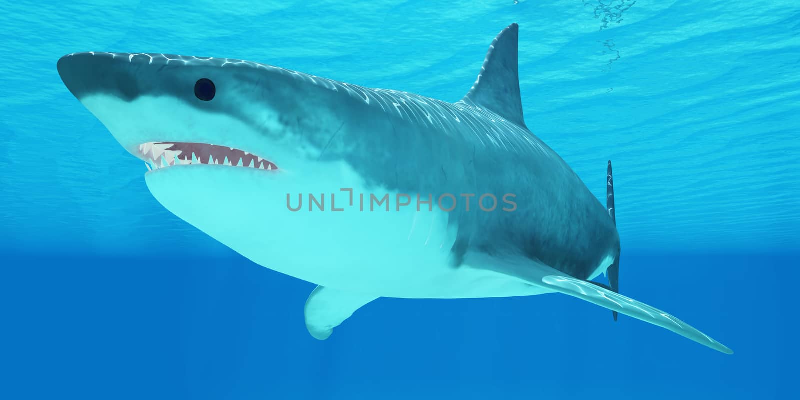 Great White Shark Close-up by Catmando