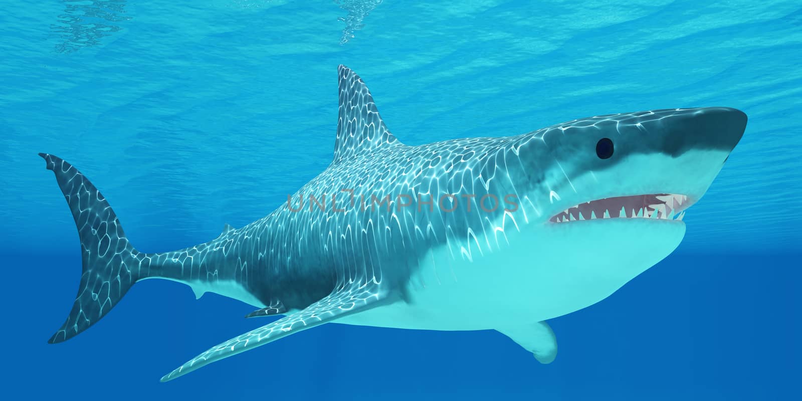 Great White Shark Undersea by Catmando