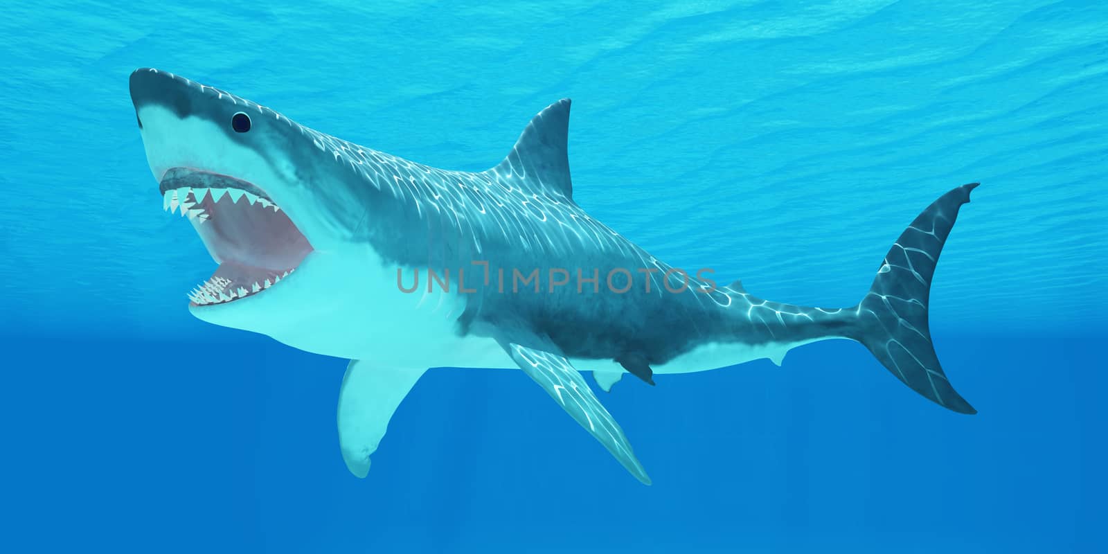 Great White Shark Underwater by Catmando