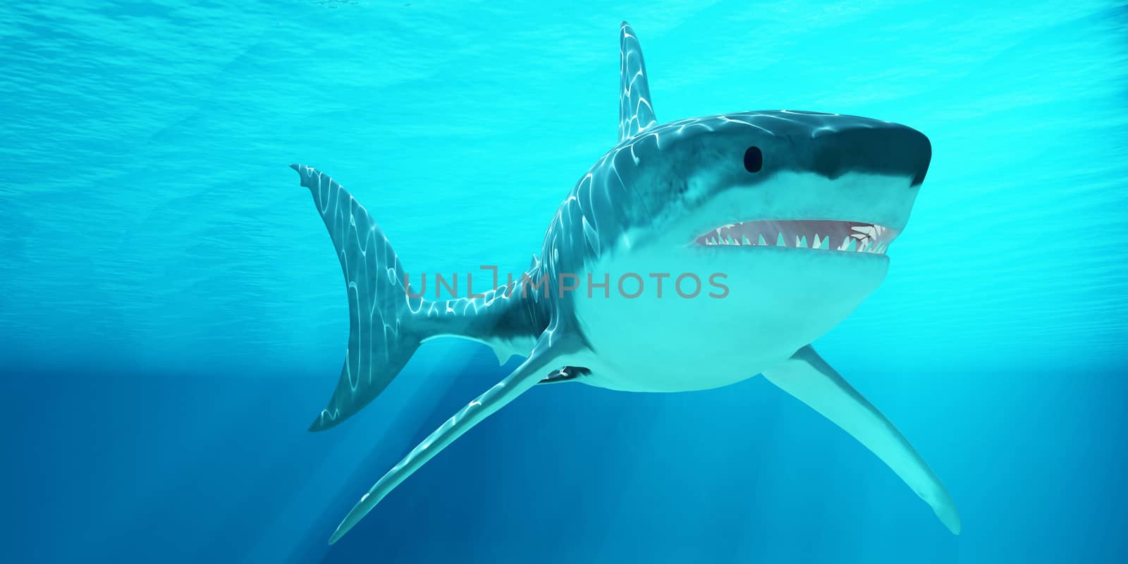 The Great White Shark can live for more than 70 years and reach a length of 8 meters or 26 feet.