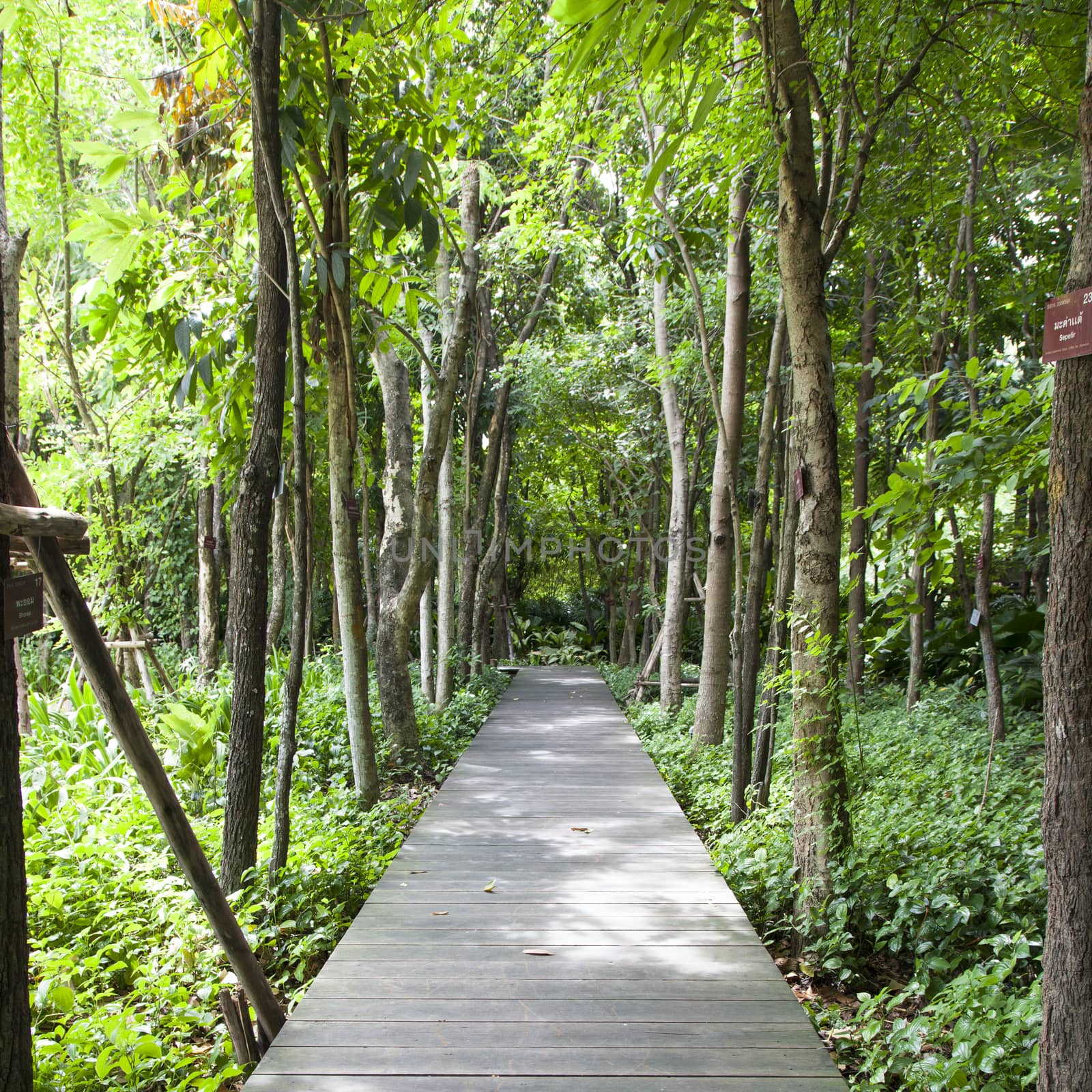 Wooden bridge in the park There are trees on both sides of the trees in the garden.