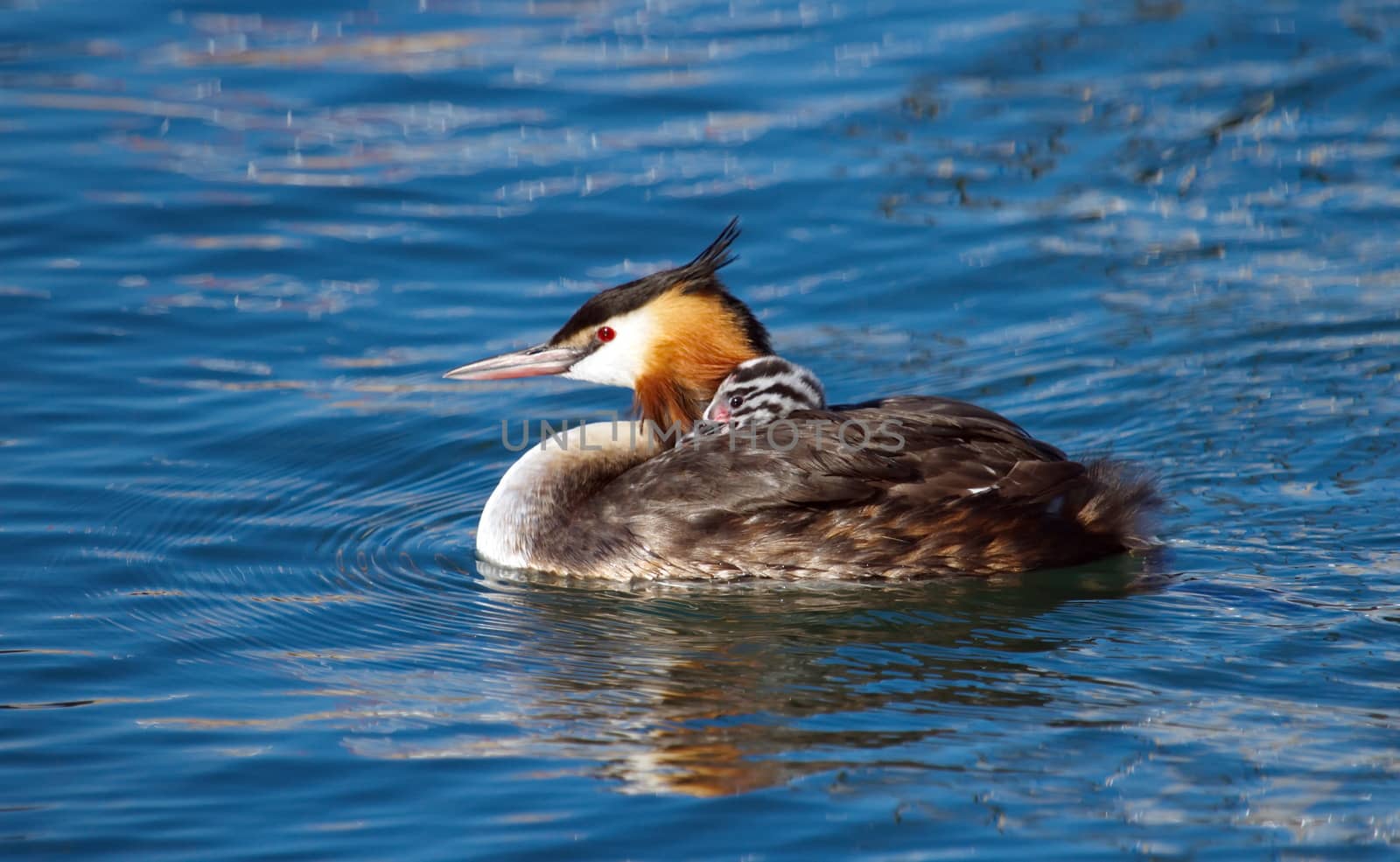 Crested grebe duck, podiceps cristatus, and baby floating on water lake