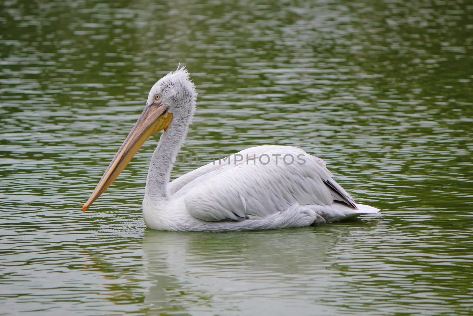 Great white pelican, pelecanus onocrotalus, floating quietly on the water