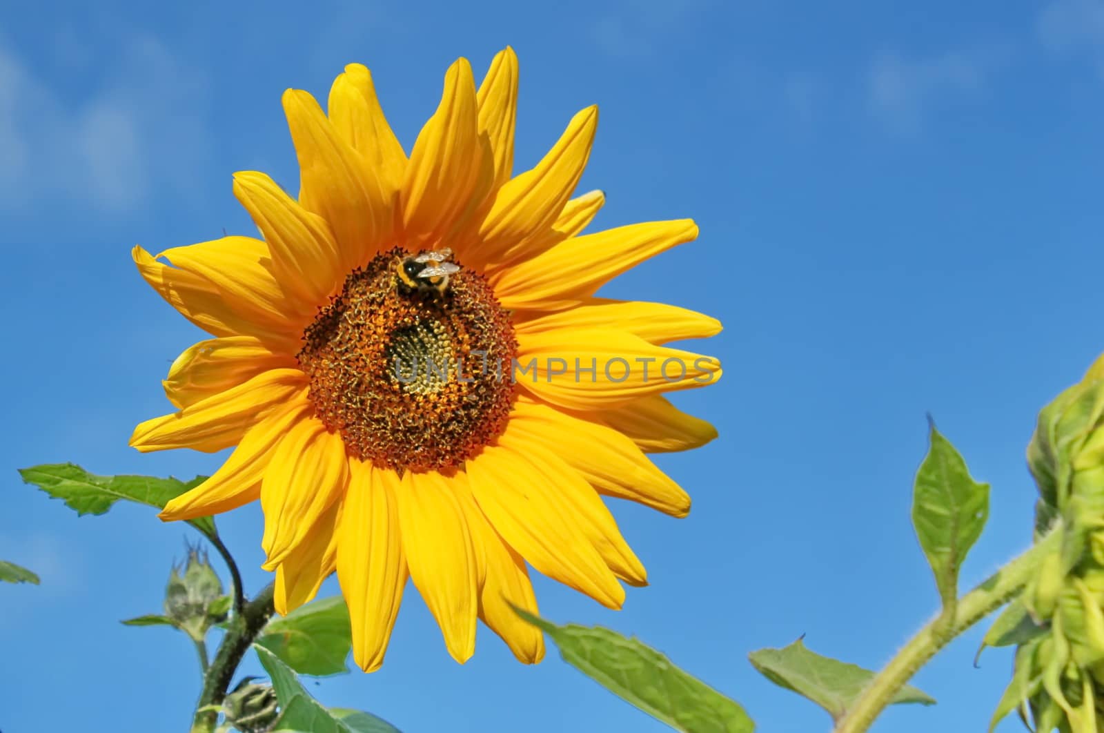 One beautiful sunflower in deep blue sky