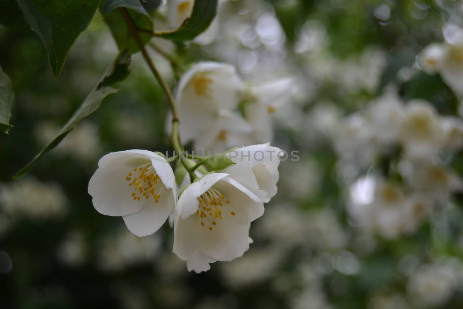 three white flowers, blured flowers in background by ncuisinier