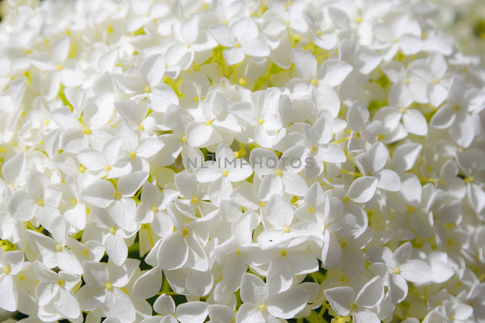 beautiful white hydrangea flowers annabelle in bloom by Havana