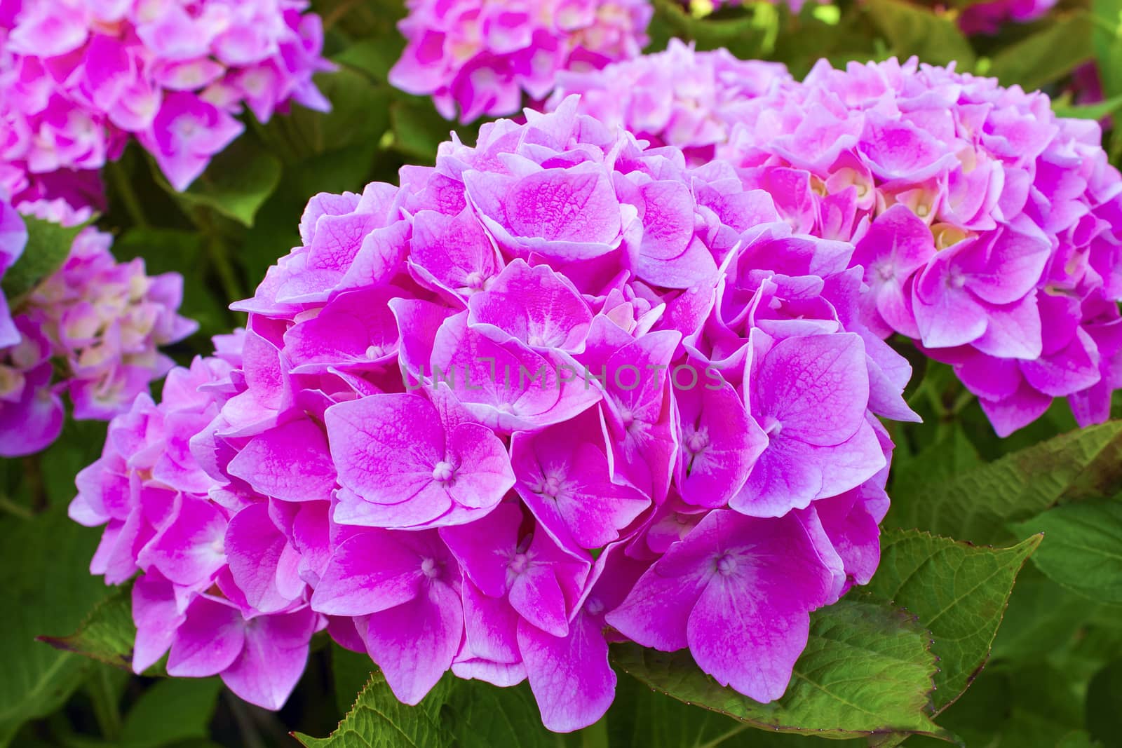 very beautiful pink hydrangea in full bloom