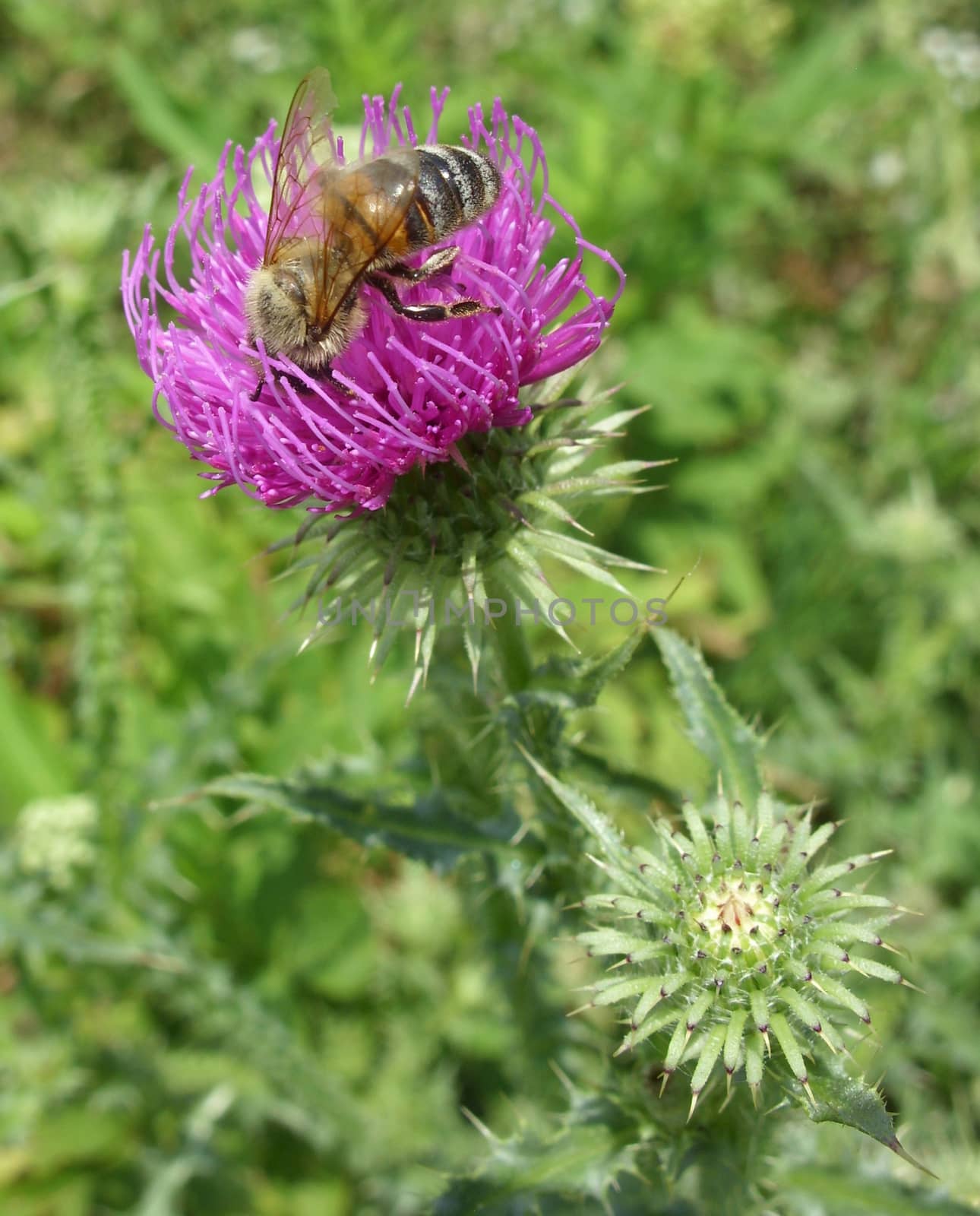 Bee pollinating thistle