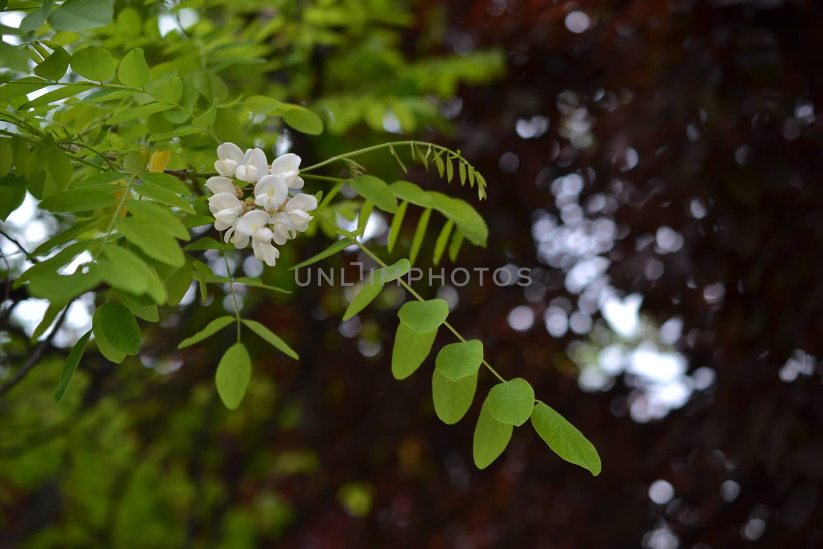 white flowers and leaves of acacia, dark purple background