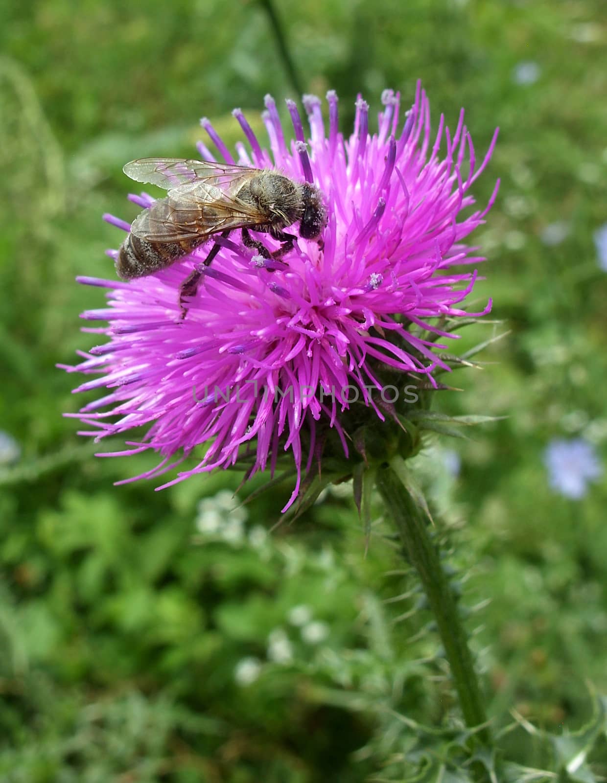 Bee pollinating thistle