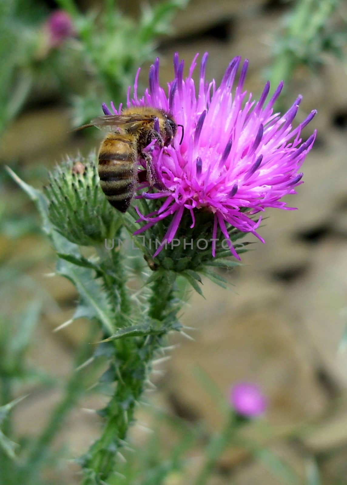 Bee pollinating thistle