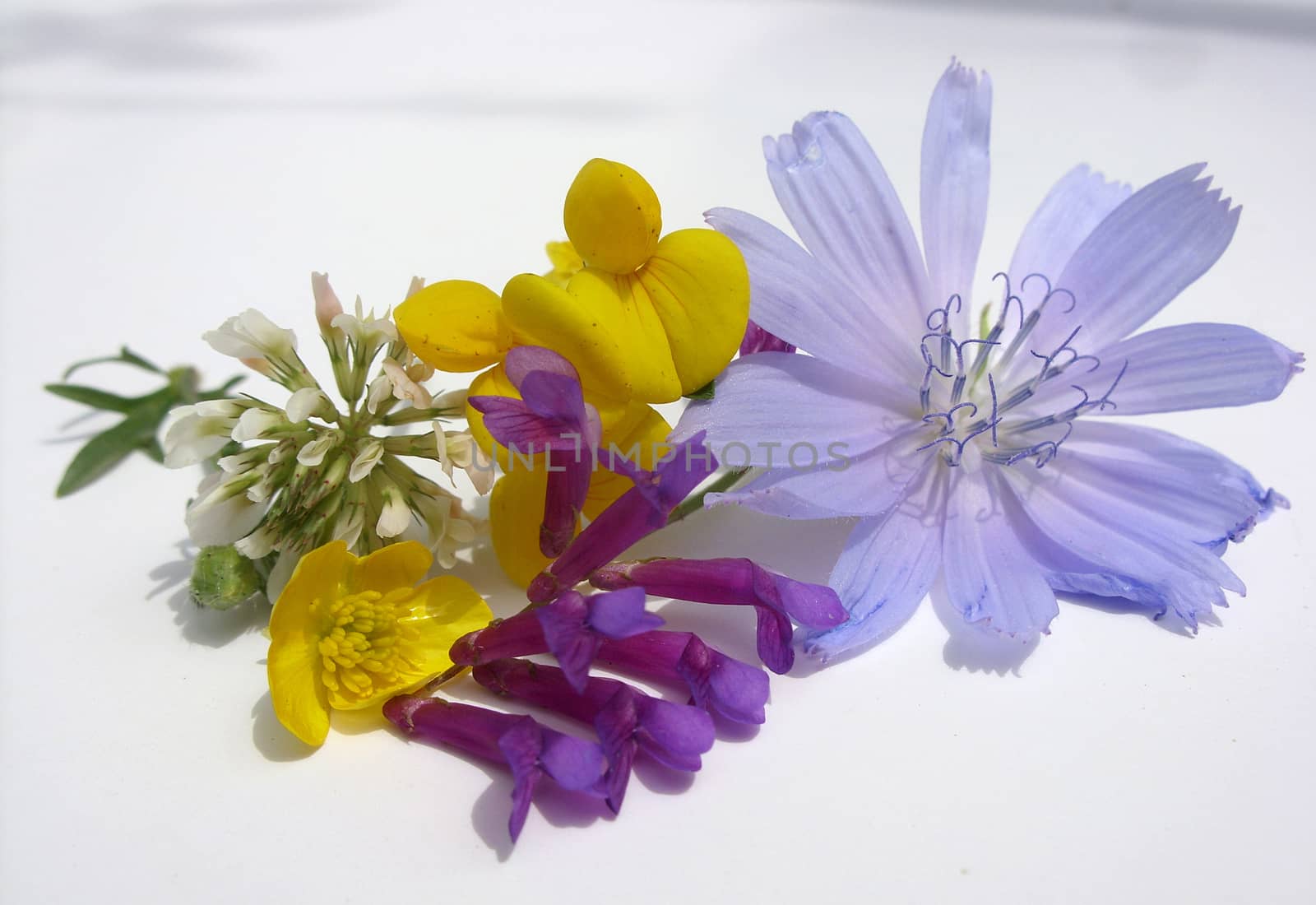 Flowers and herbs