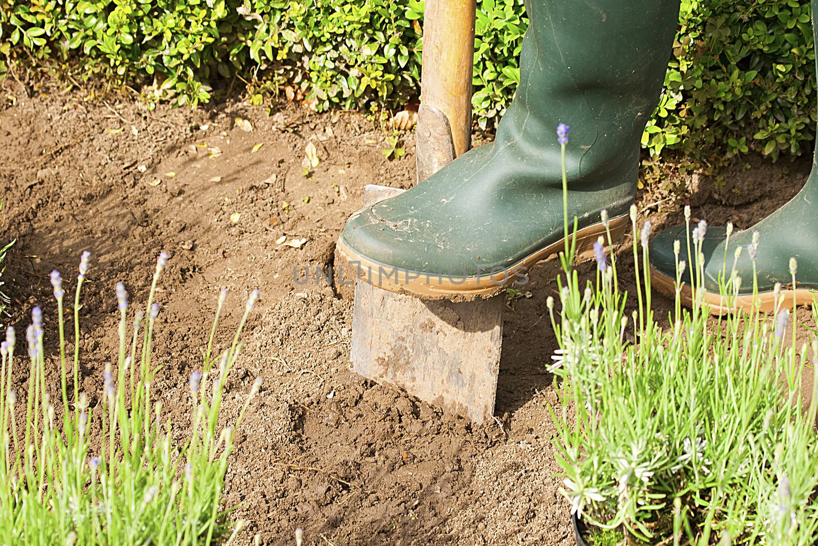 gardening with gloves and boots in the lavender garden 