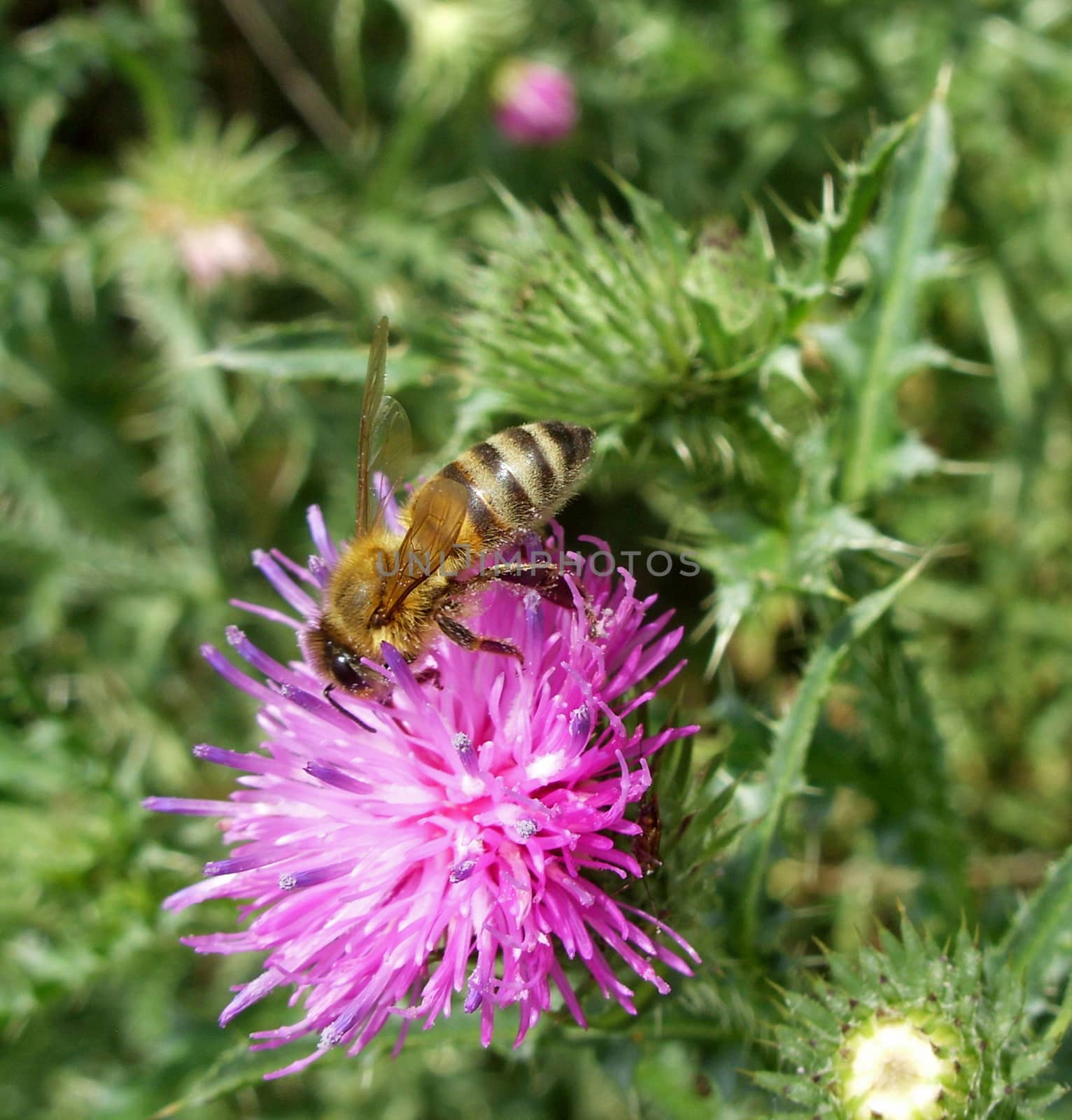 Bee pollinating thistle