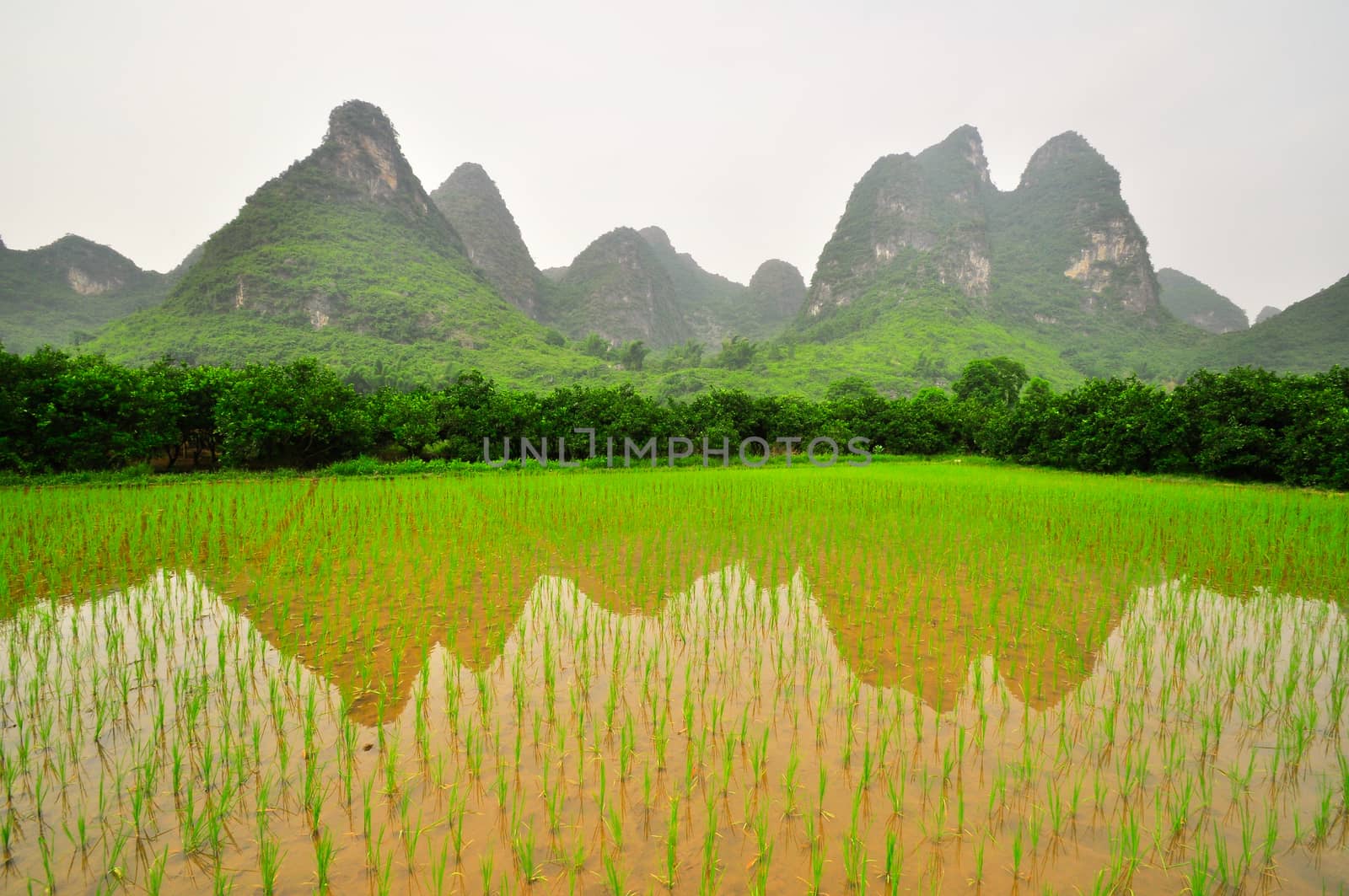 Guilin Li river Karst mountain landscape in Yangshuo by weltreisendertj