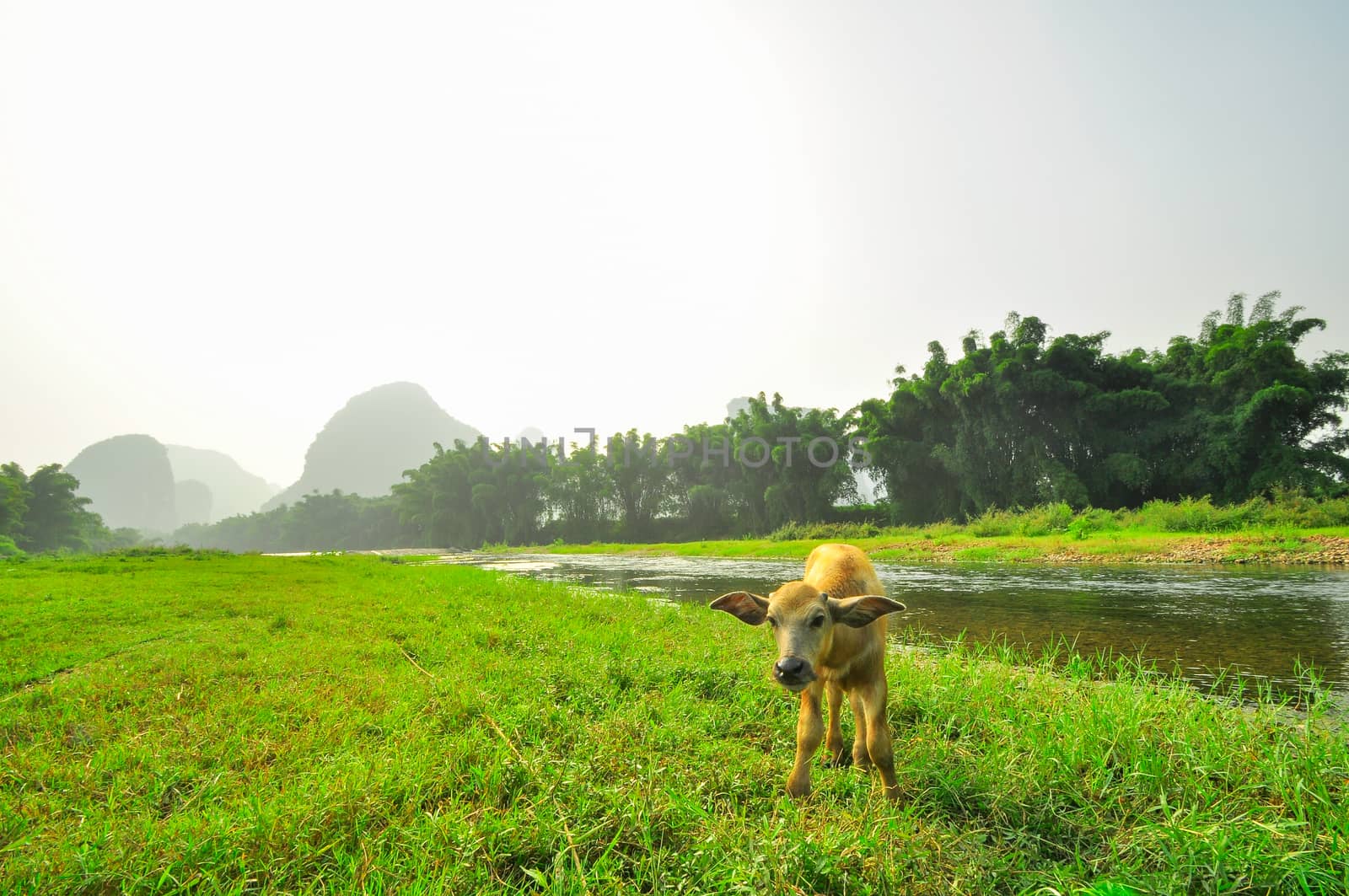 Guilin Park and Karst rocks Yangshuo by weltreisendertj