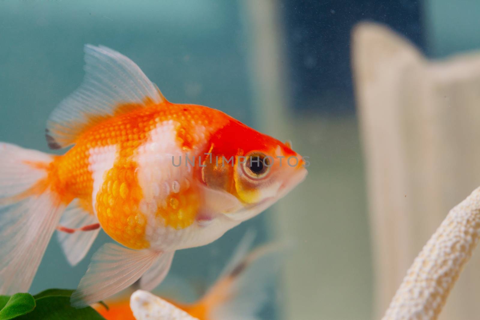 Pearlscale goldfish in close up, swimming in a bowl