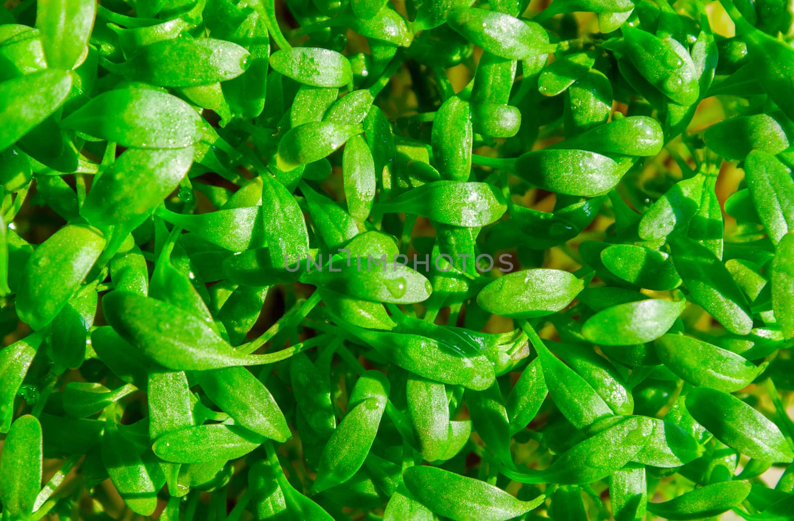 Fresh green cress vegetable healthy cooking