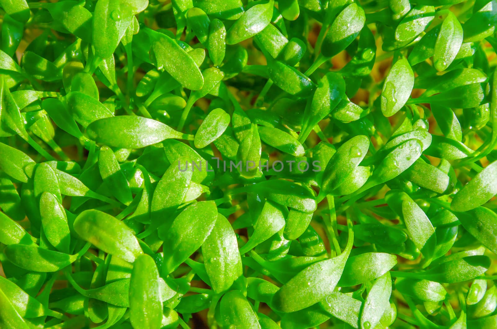 Fresh green cress vegetable healthy cooking