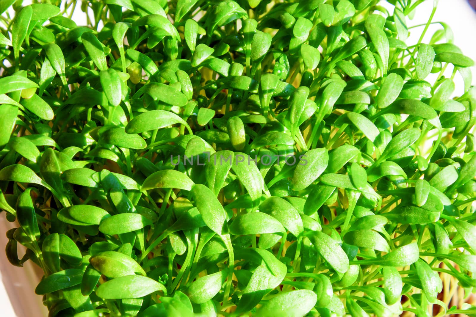 Fresh green cress vegetable healthy cooking