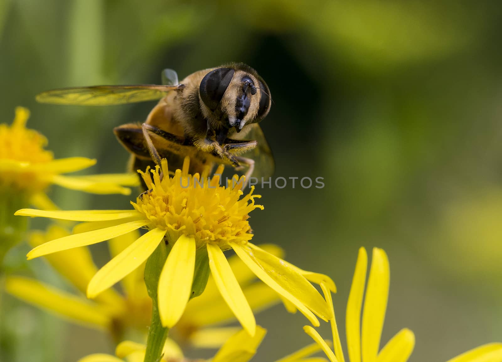 macro of bee on yellow flower by compuinfoto