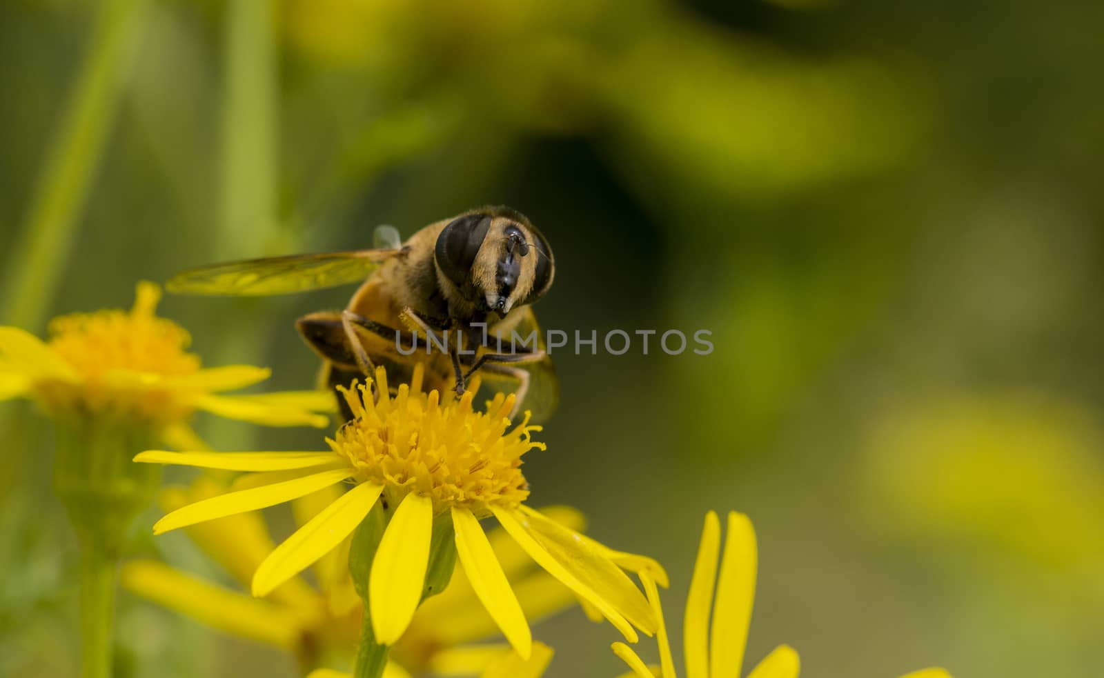 yellow blossom with bee insect looking for honey