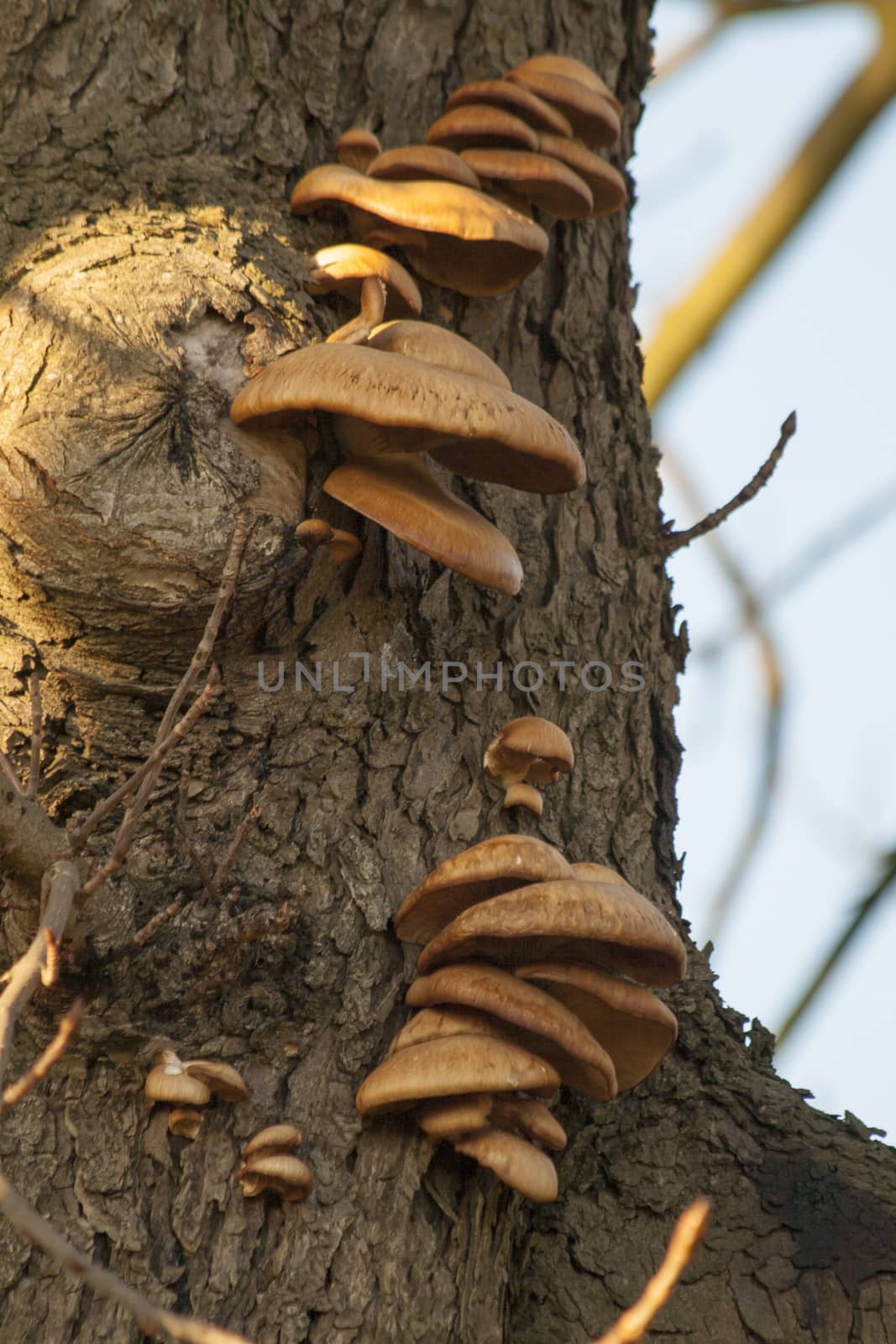 tree Fungi mushroom fungus in the wood