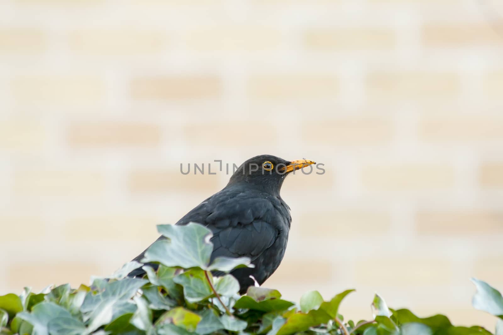 Male blackbird with earth on his beak