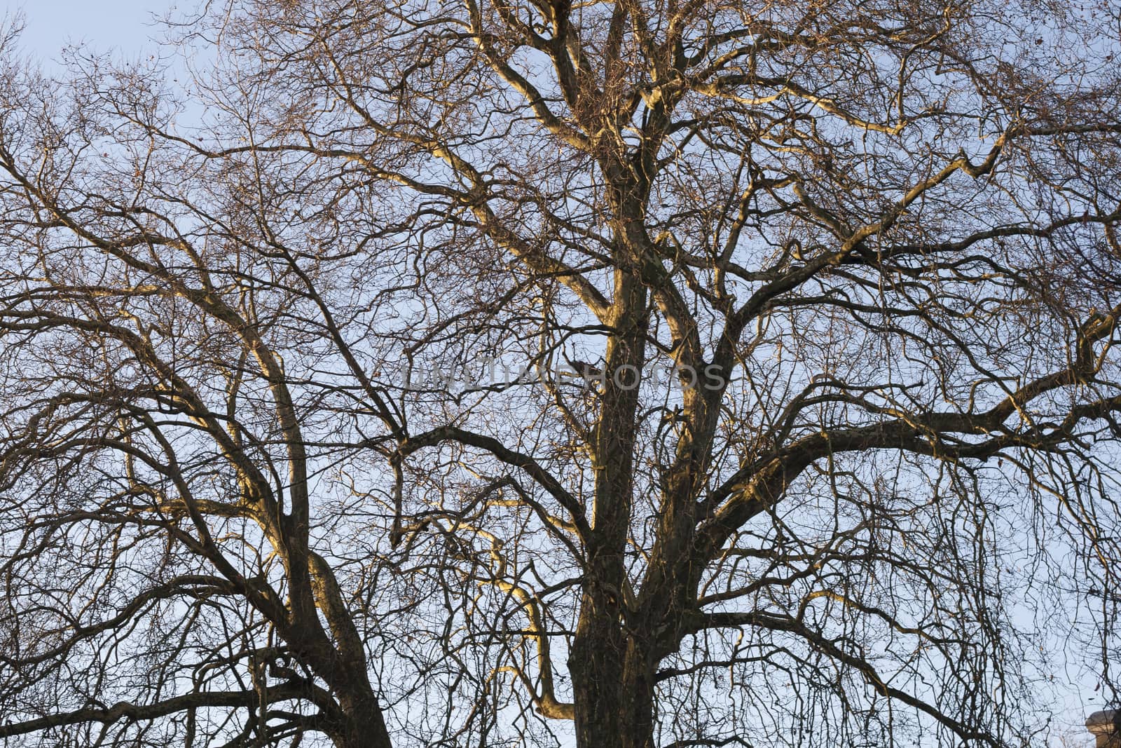 Tree in the winter treetop no leafs and clear blue sky.