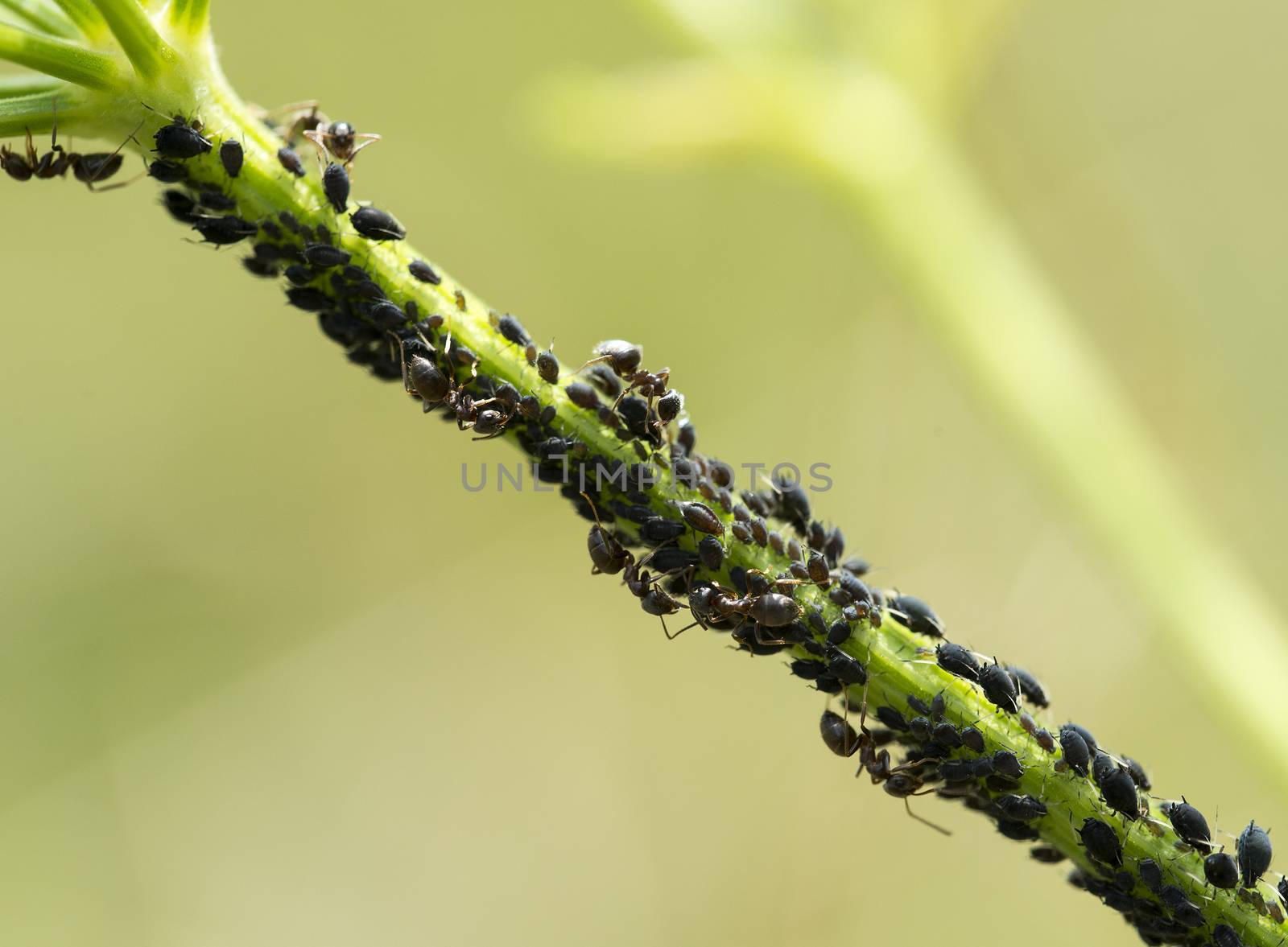 ants and louse on green plant