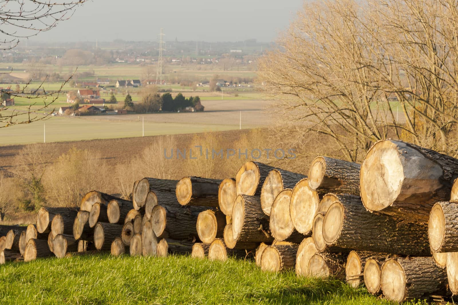 sawn timber tree trunks in the flanders forest autumn