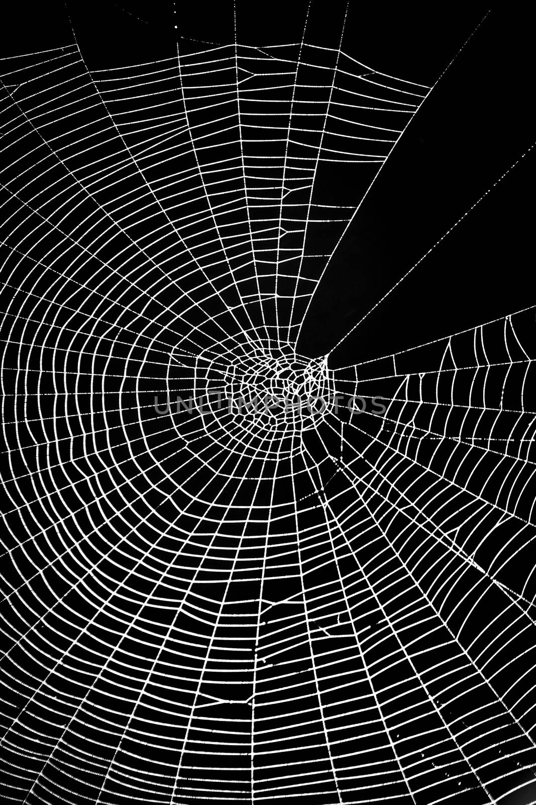 Spider web pattern for halloween scary spiderweb