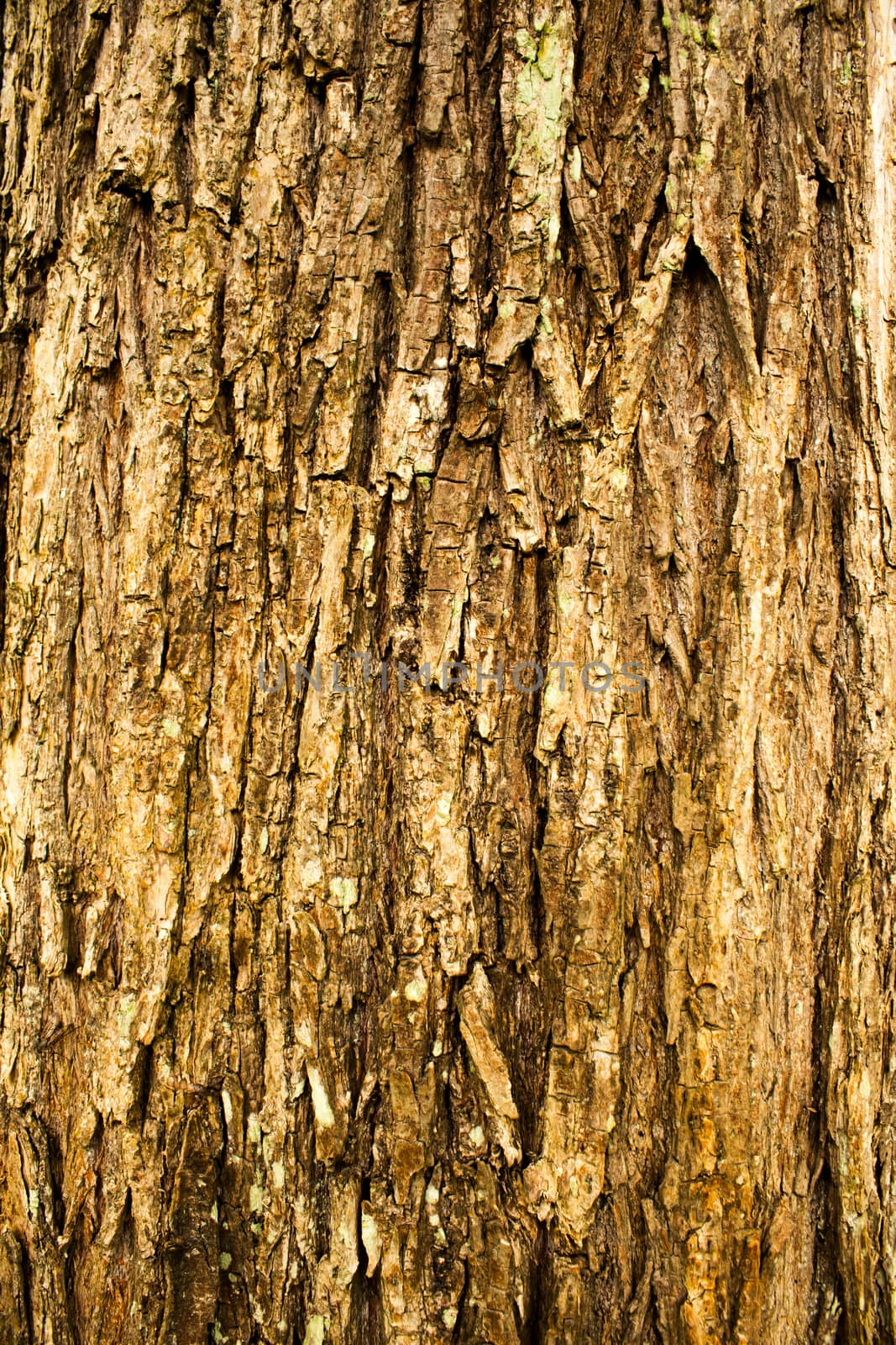 rough surface bark of willow