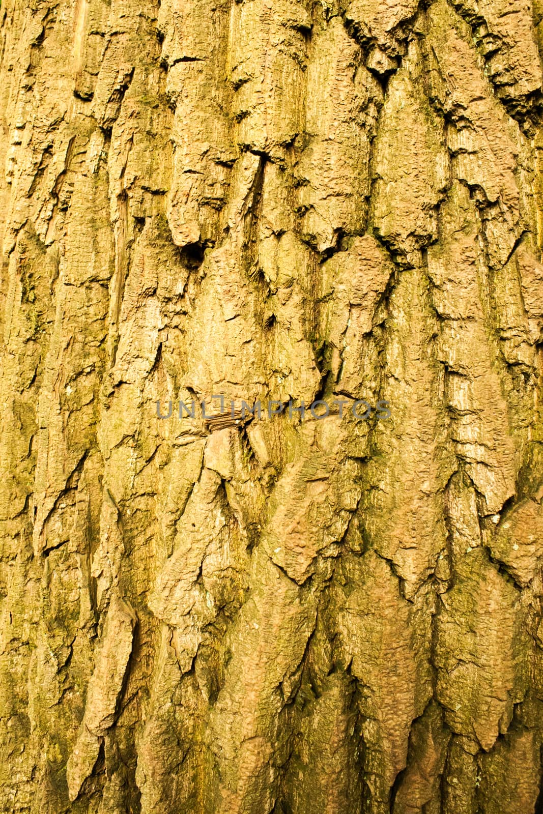 rough surface bark of willow