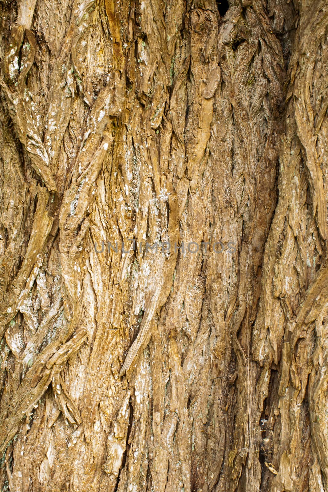 rough surface bark of willow