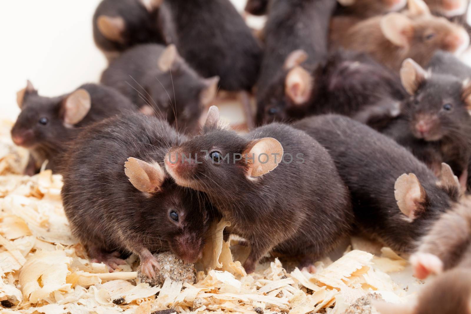 Photo of little brown and black laboratory mouses