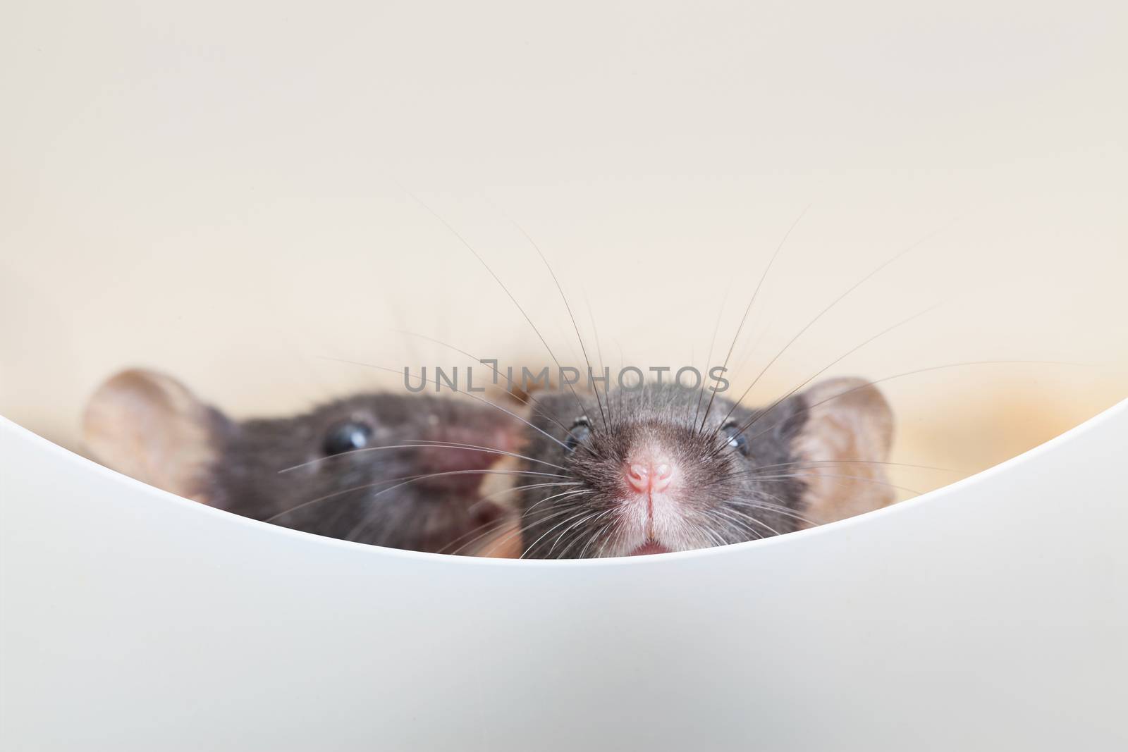 Photo of two mouses look out the partition