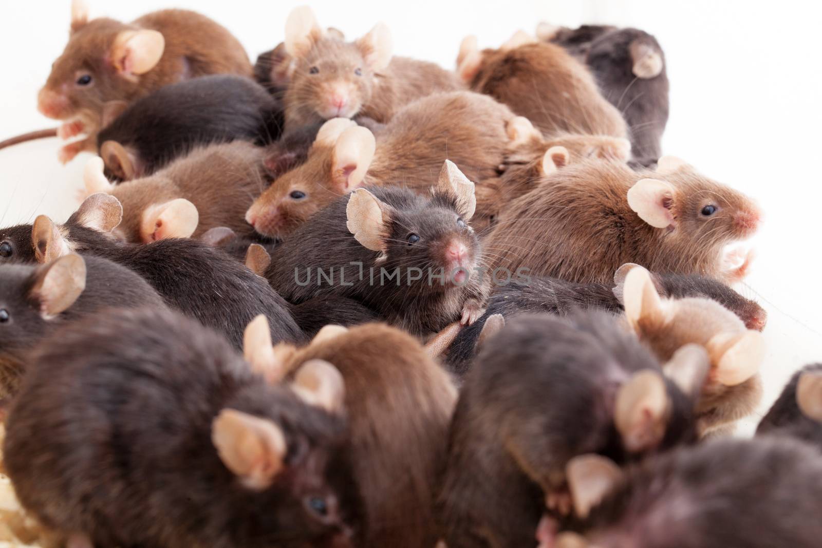 Photo of little brown and black laboratory mouses