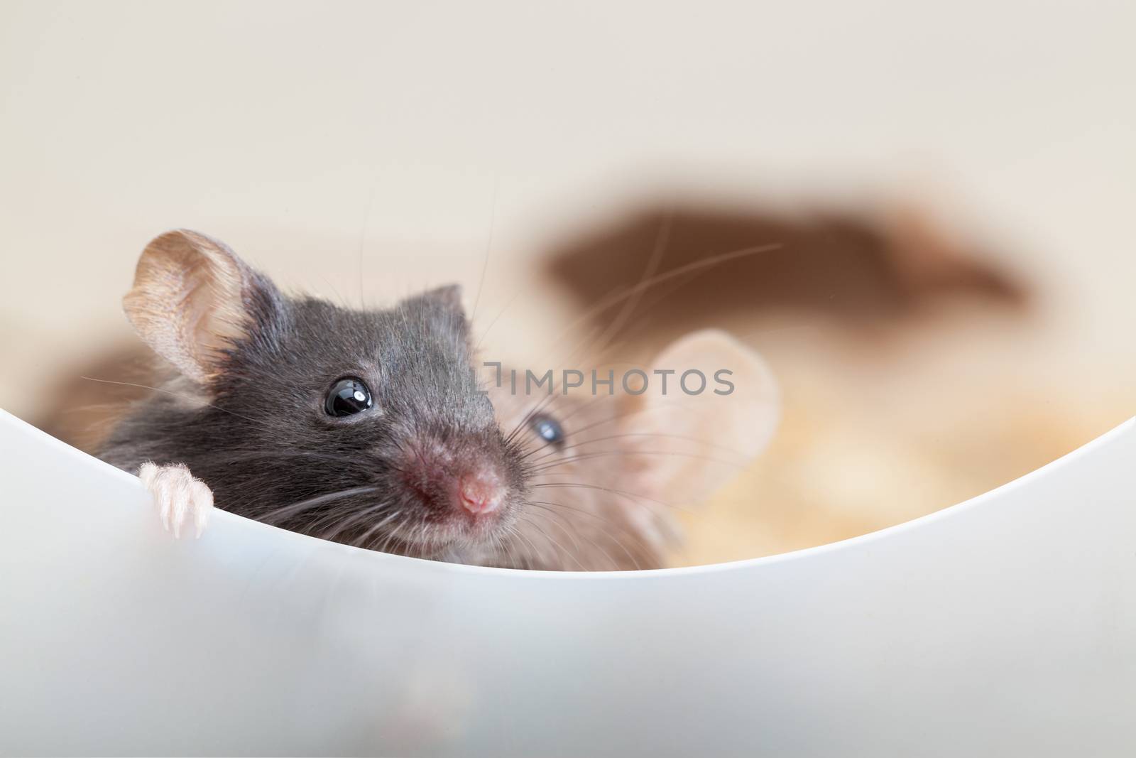 Photo of two mouses look out the partition