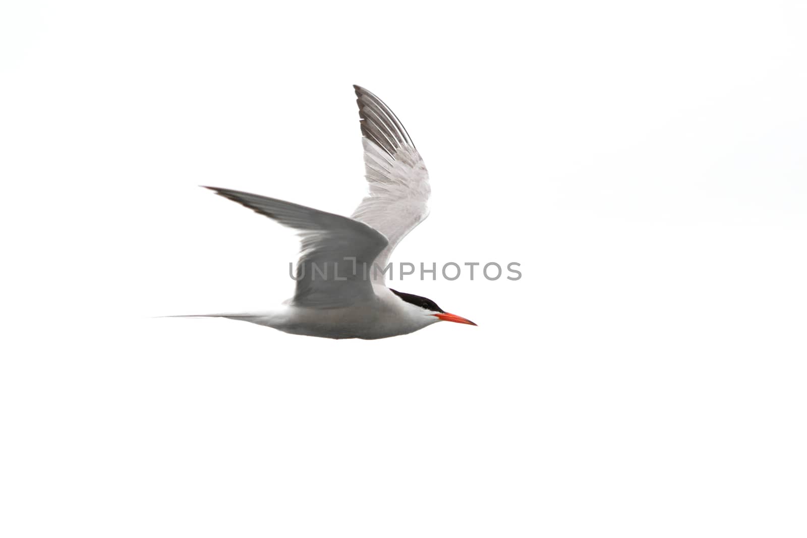 Common tern - Sterna Hirundo - in flight by chrisroll