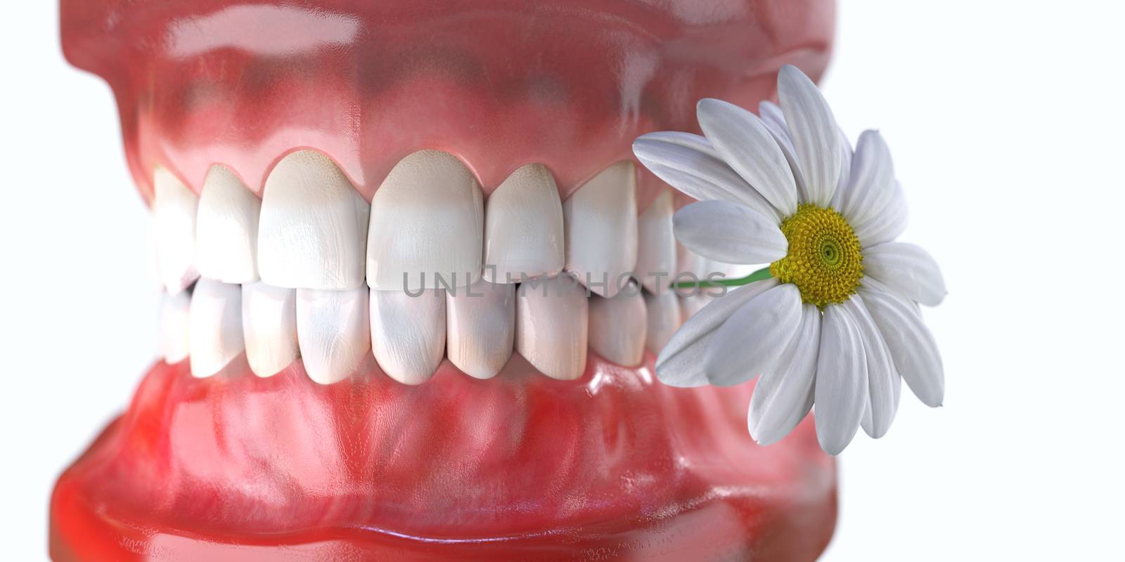 teeth with flower medicine dental health concept by denisgo
