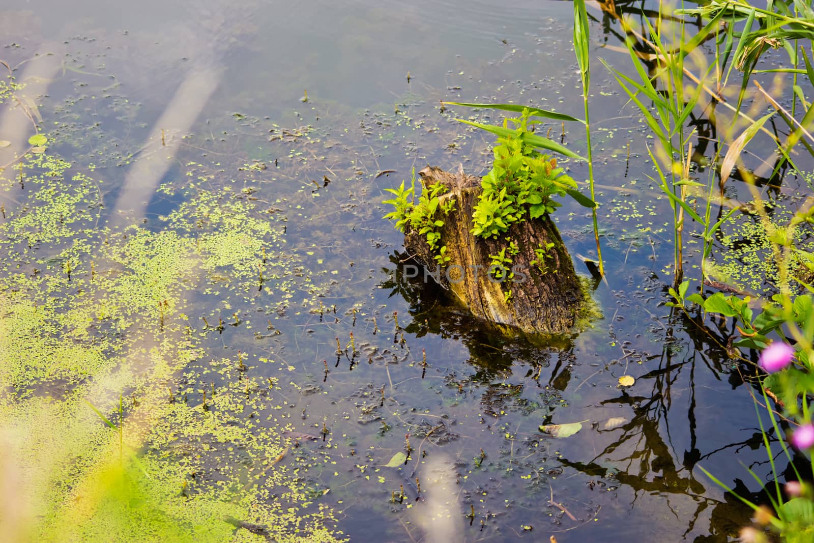 old tree stump sticking out of the water, covered with twigs of young shoots